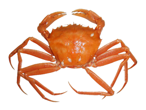 Crab PNG ดาวน์โหลดฟรี