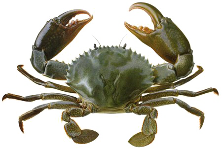 Crab PNG Image Background