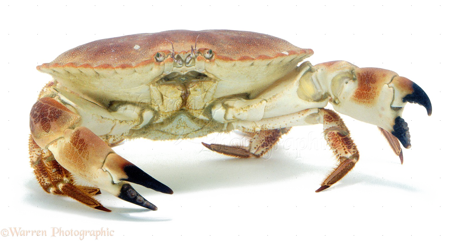 ปู PNG Crab
