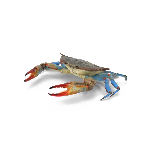 Crab PNG ภาพโปร่งใส
