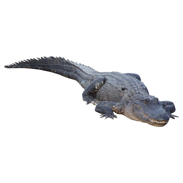 Crocodile Download PNG Image