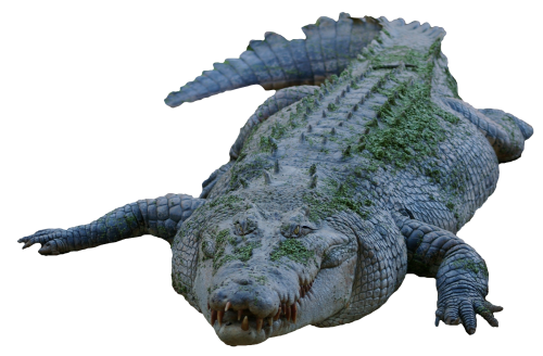 Crocodile Download Transparent PNG Image