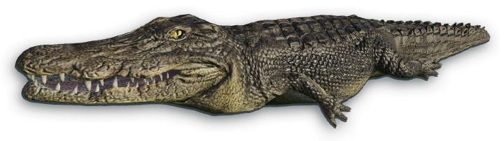 Crocodile PNG Background Image