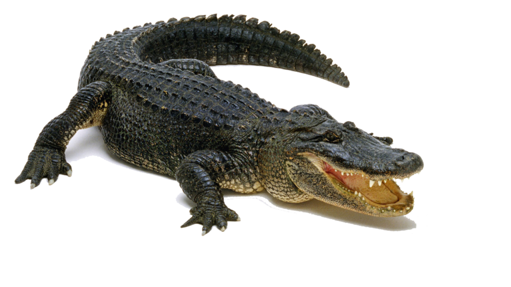 Crocodile PNG Download Image