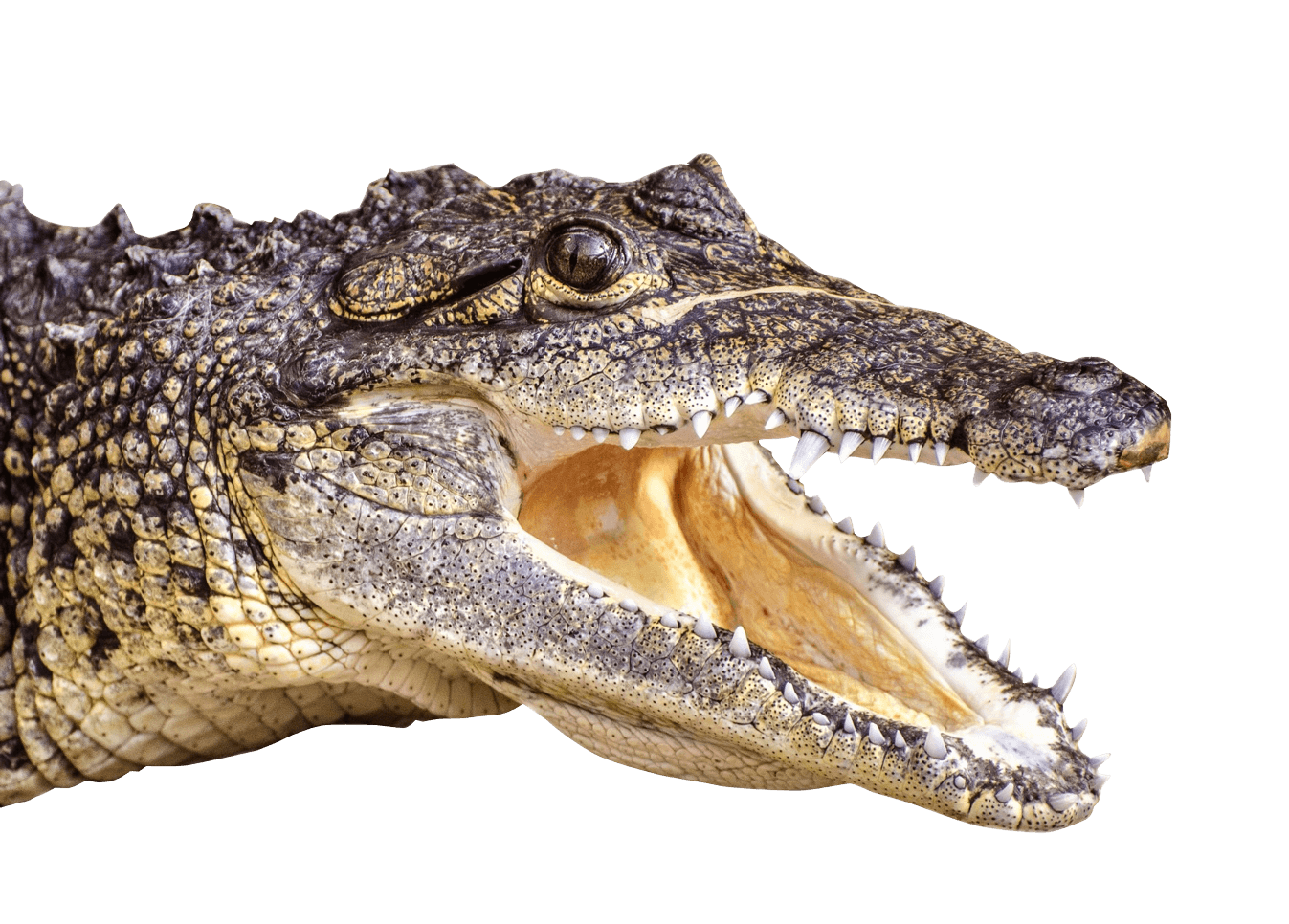 Crocodile PNG Image Background