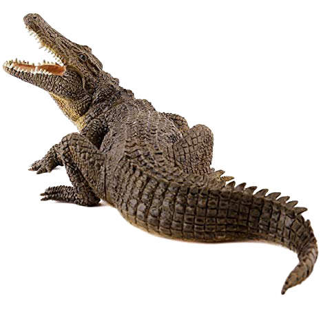 Crocodile PNG Image