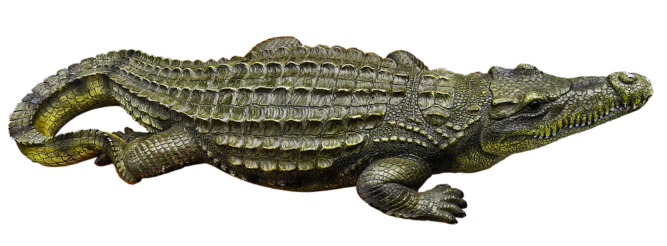 Crocodile PNG Pic