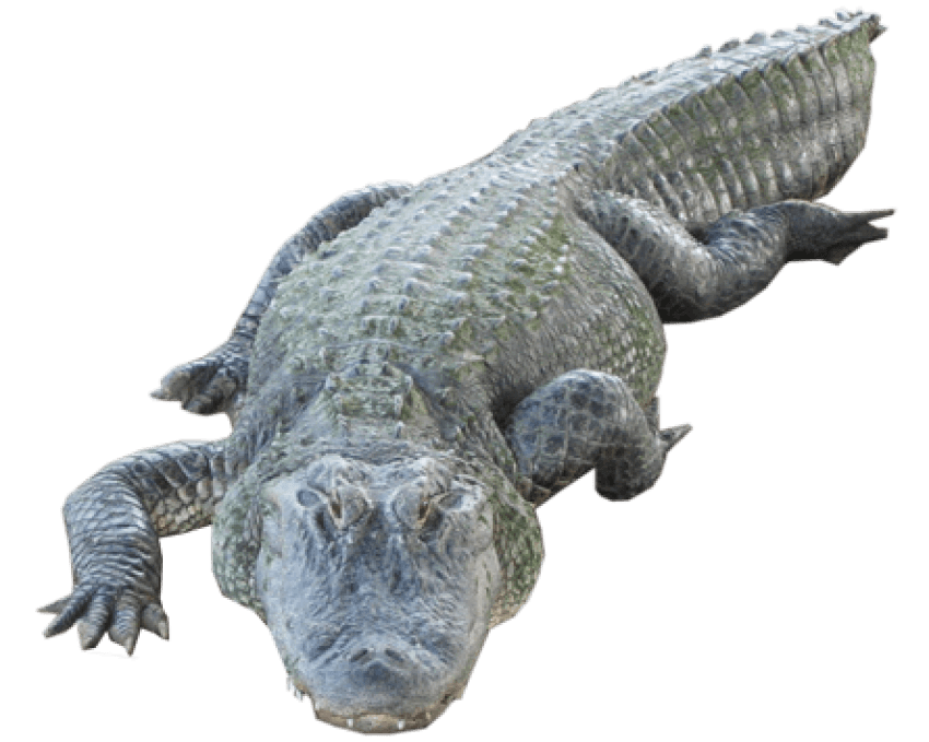 Crocodile Transparent Images