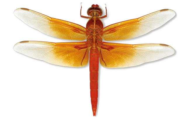 Dragonfly Download Transparent PNG Image