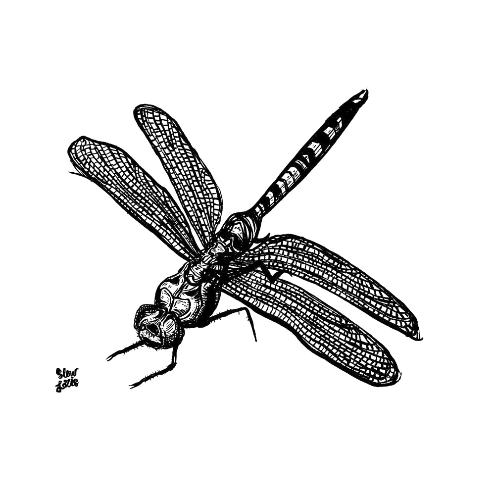 Dragonfly Free PNG Image
