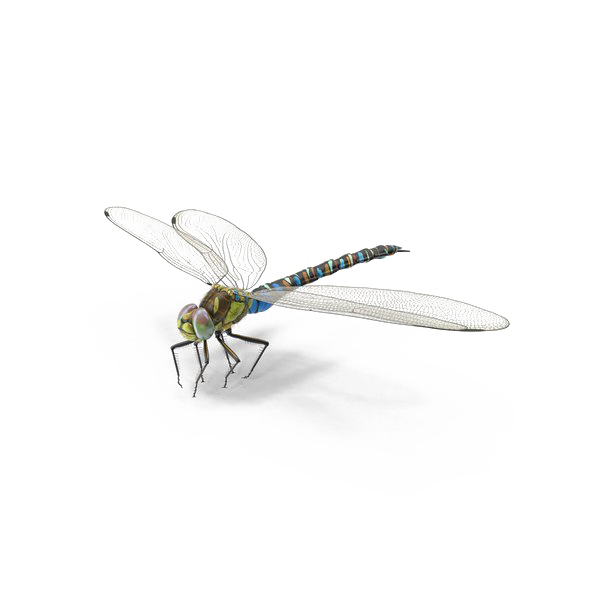 Dragonfly PNG Background Image