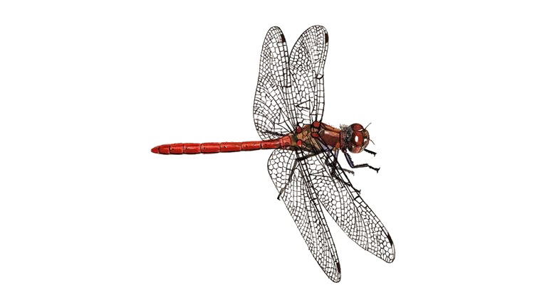 Dragonfly PNG Download Image