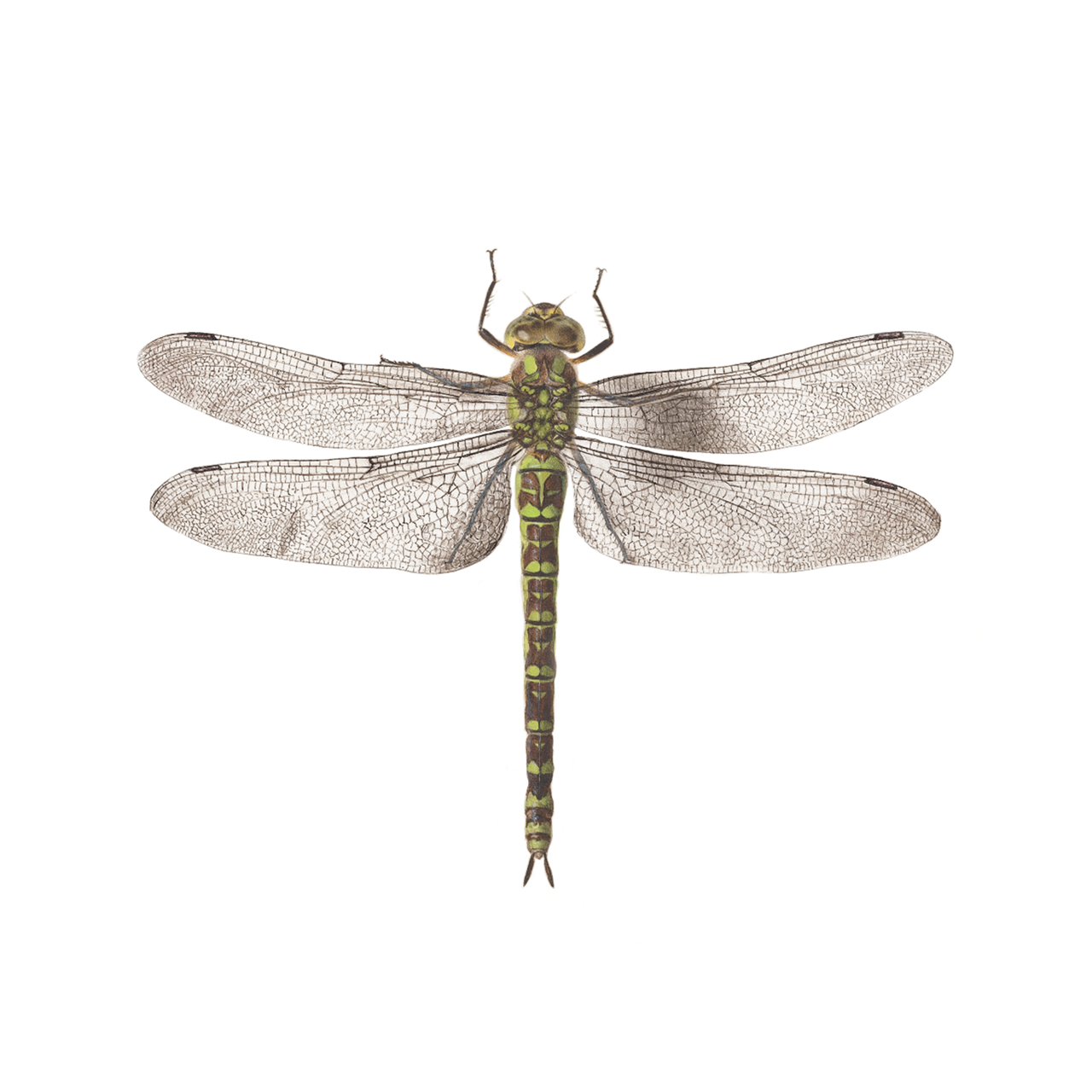 Dragonfly PNG Gambar Transparan