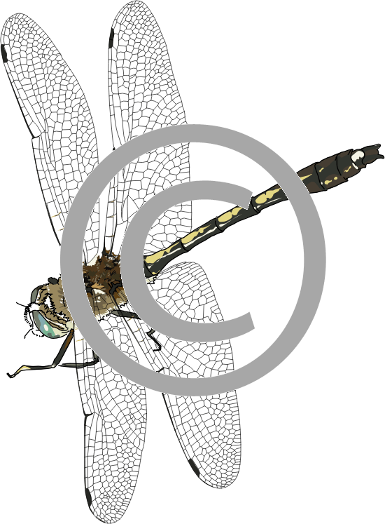 Dragonfly PNG Photo