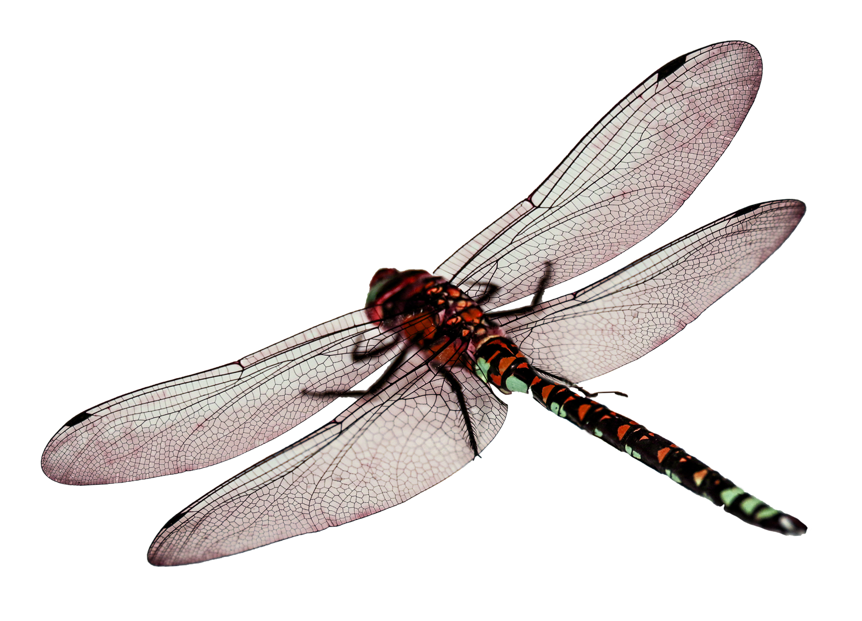 Dragonfly PNG Picture