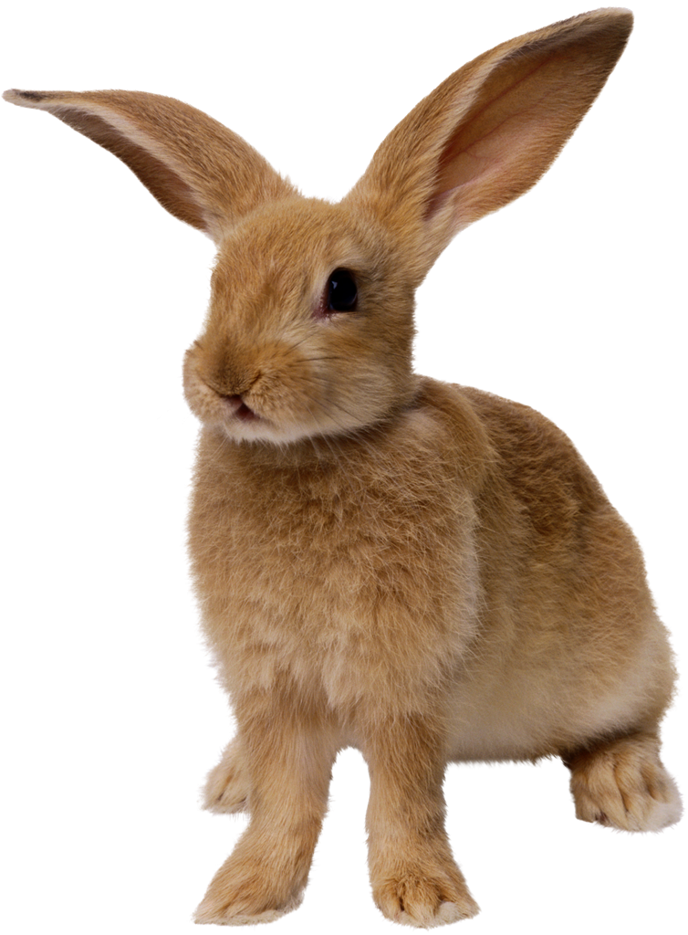Easter Bunny PNG Free Download