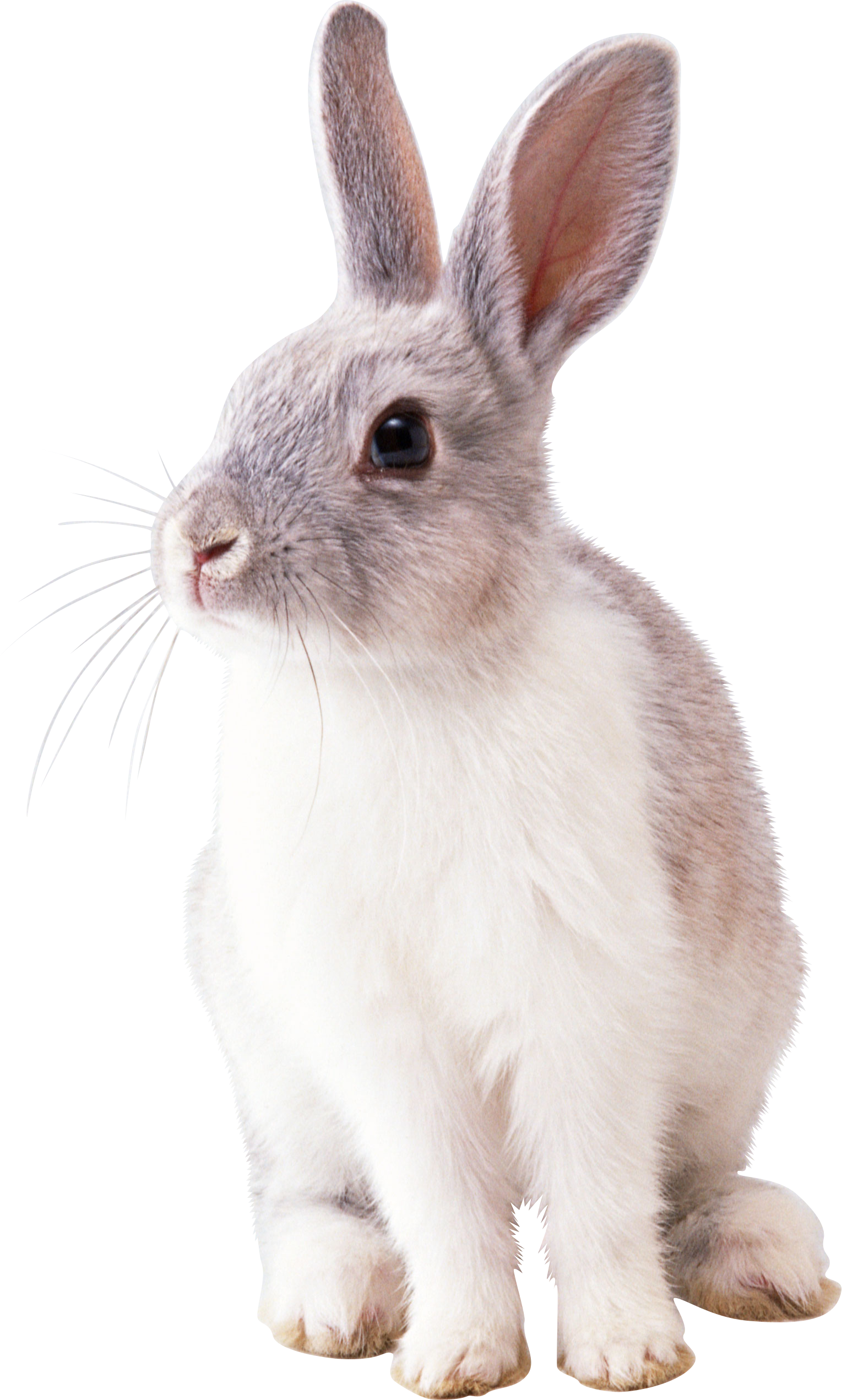 Easter Bunny PNG Pic