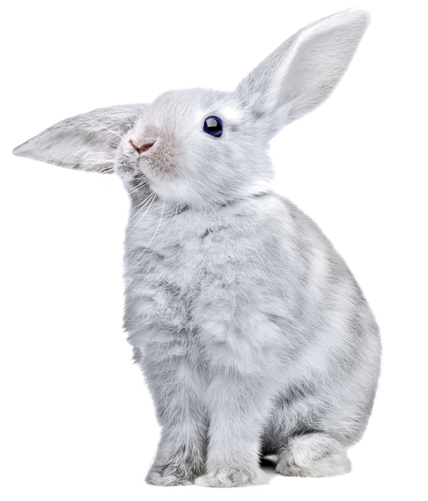 Les images Transparentes de lapin de Pâques