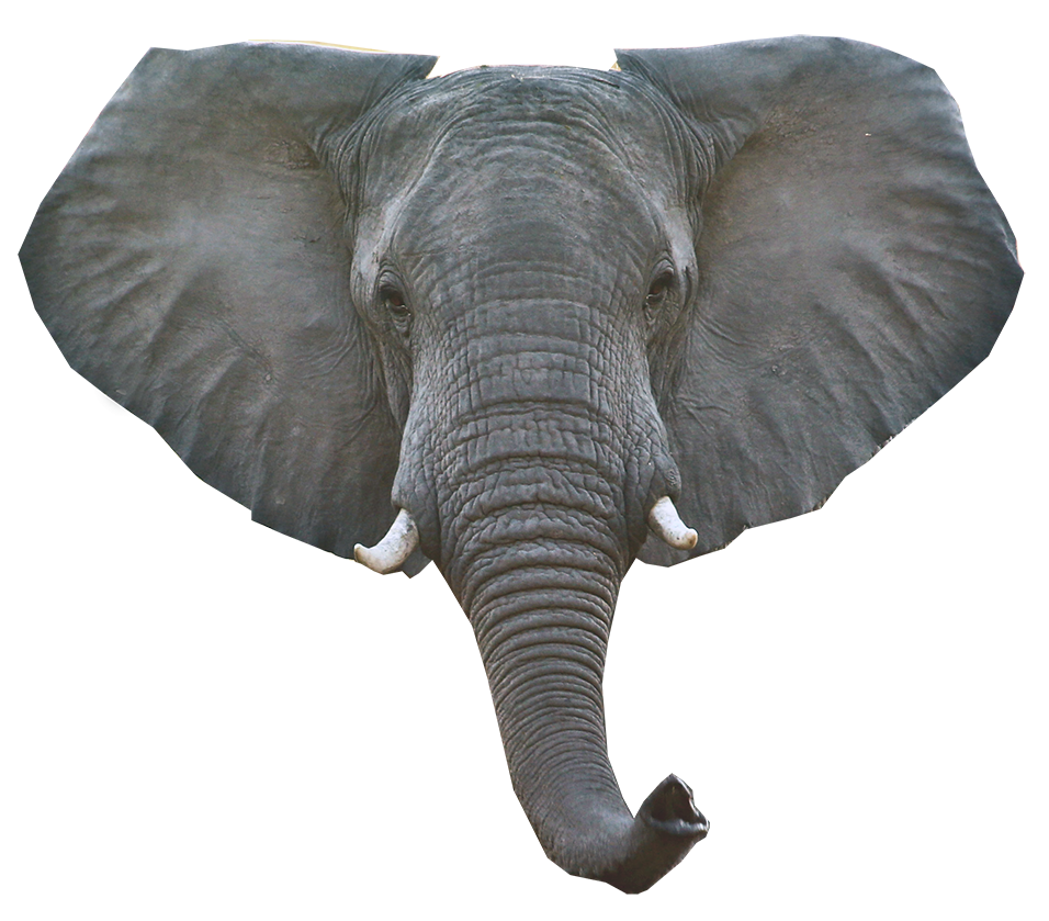 Imagem de download de elefante PNG