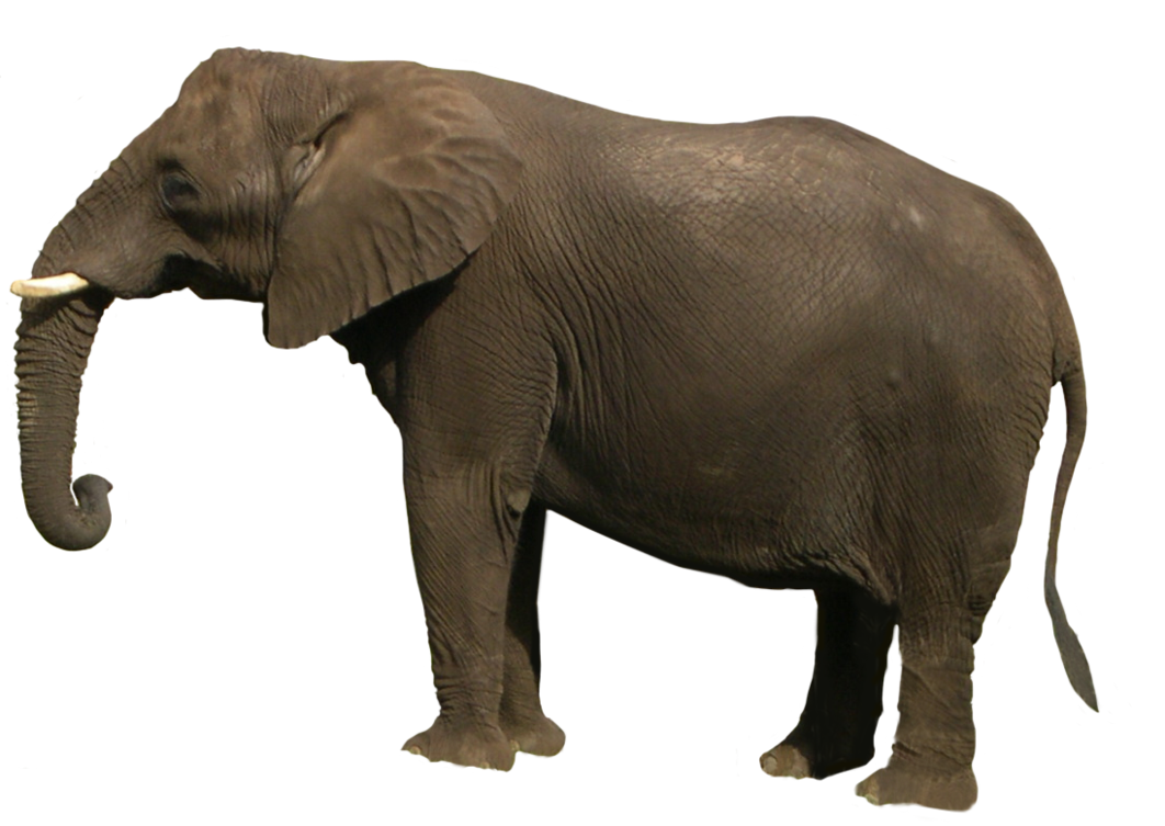 الفيل PNG Photo