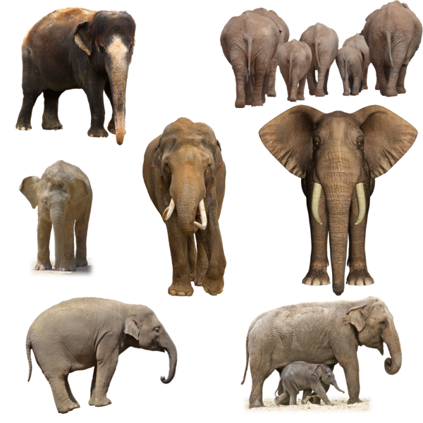 الفيل PNG الموافقة المسبقة عن علم