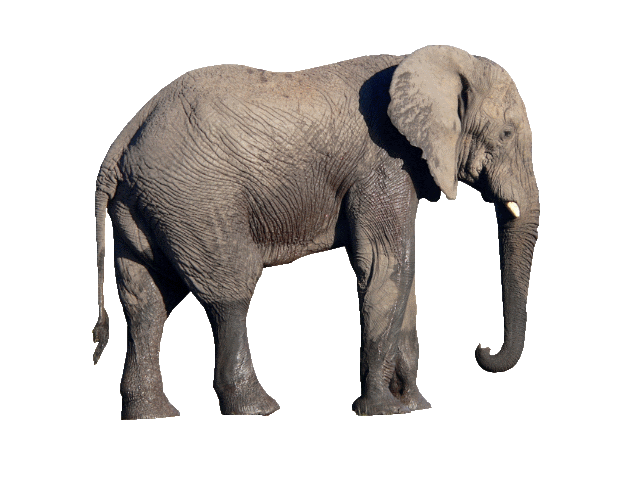 Imagen PNG elefante