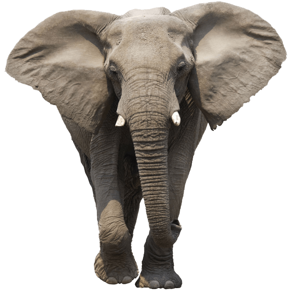 Imagen Transparente del elefante PNG