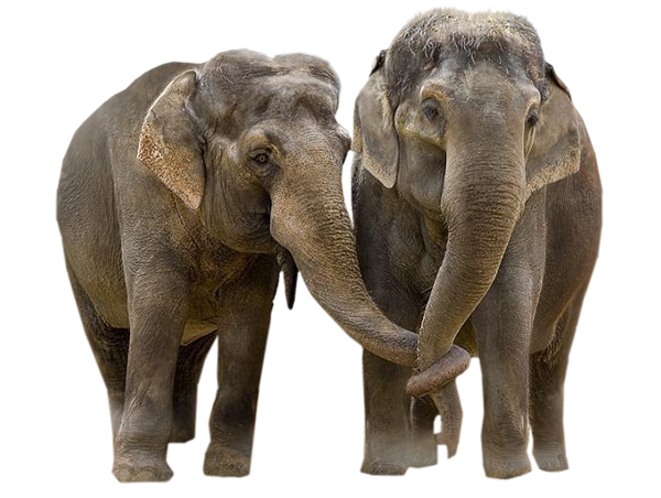 الفيل شفافة خلفية PNG