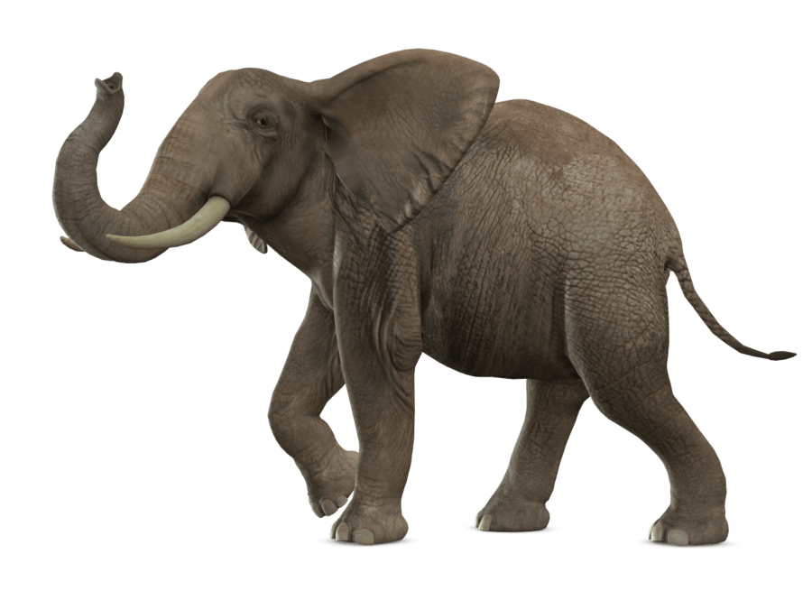 Слон прозрачное изображение