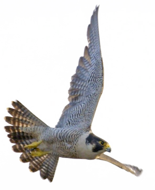 Falcon Unduh Gambar PNG Transparan
