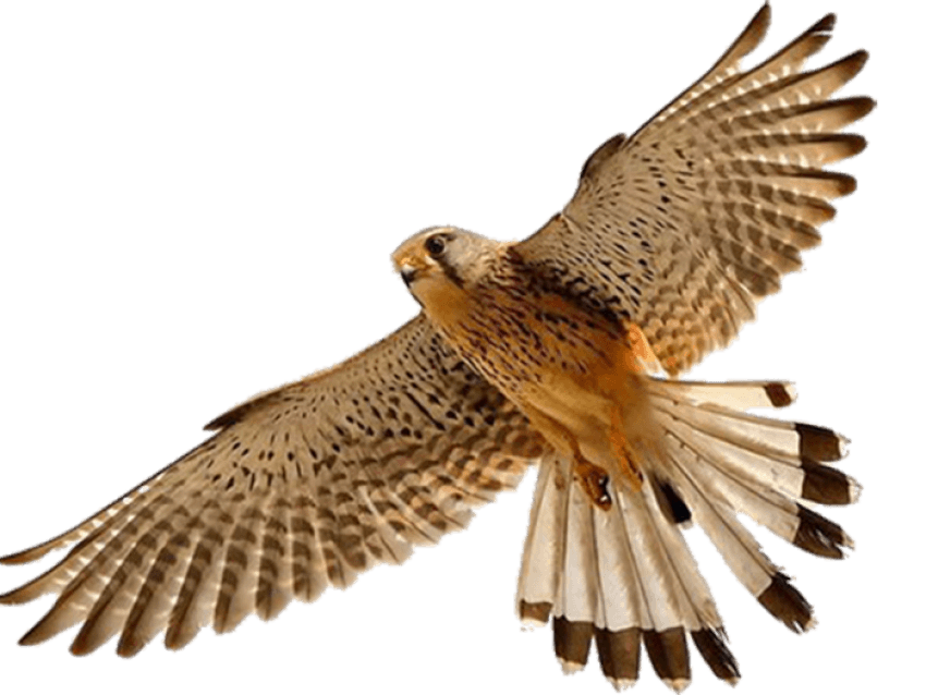 Falcon Free PNG-Afbeelding