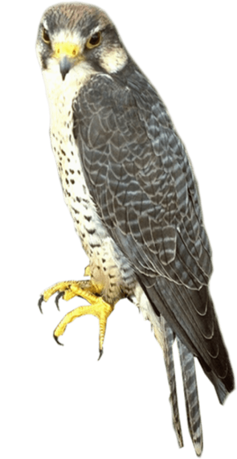 Falcon PNG Scarica limmagine