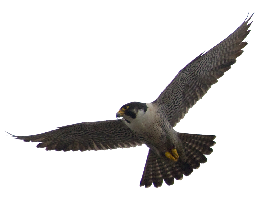 Falcon PNG Hoogwaardige Afbeelding