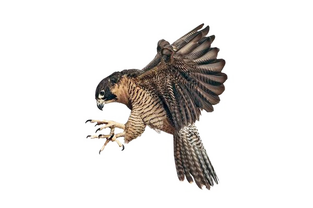 Falcon PNG Image Background