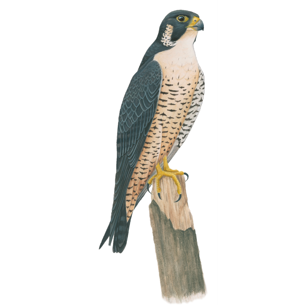 Falcon PNG Gambar latar belakang Transparan