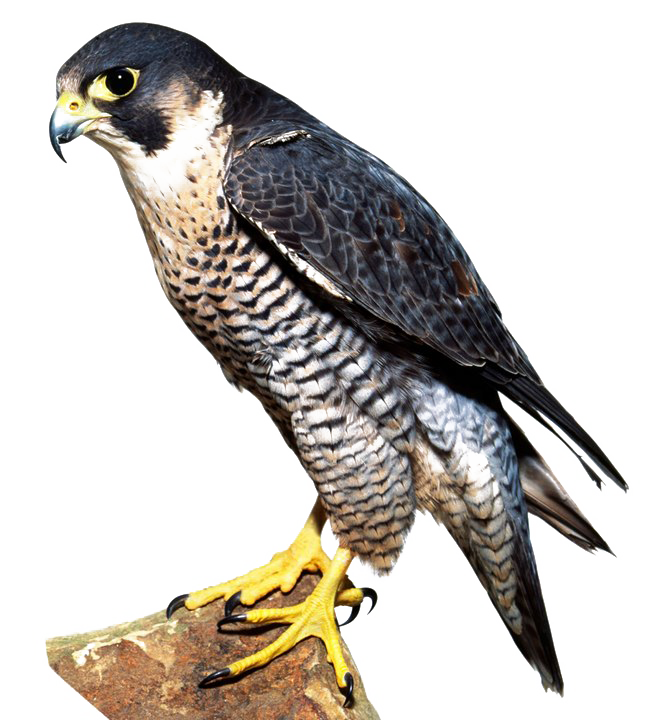 Gambar Falcon PNG