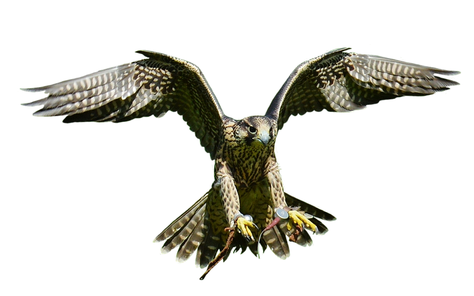 Falcon PNG Pic
