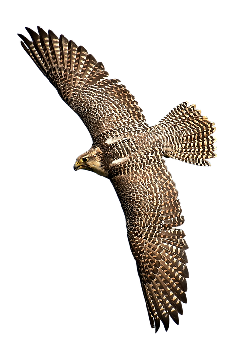 Falcon PNG-Afbeelding