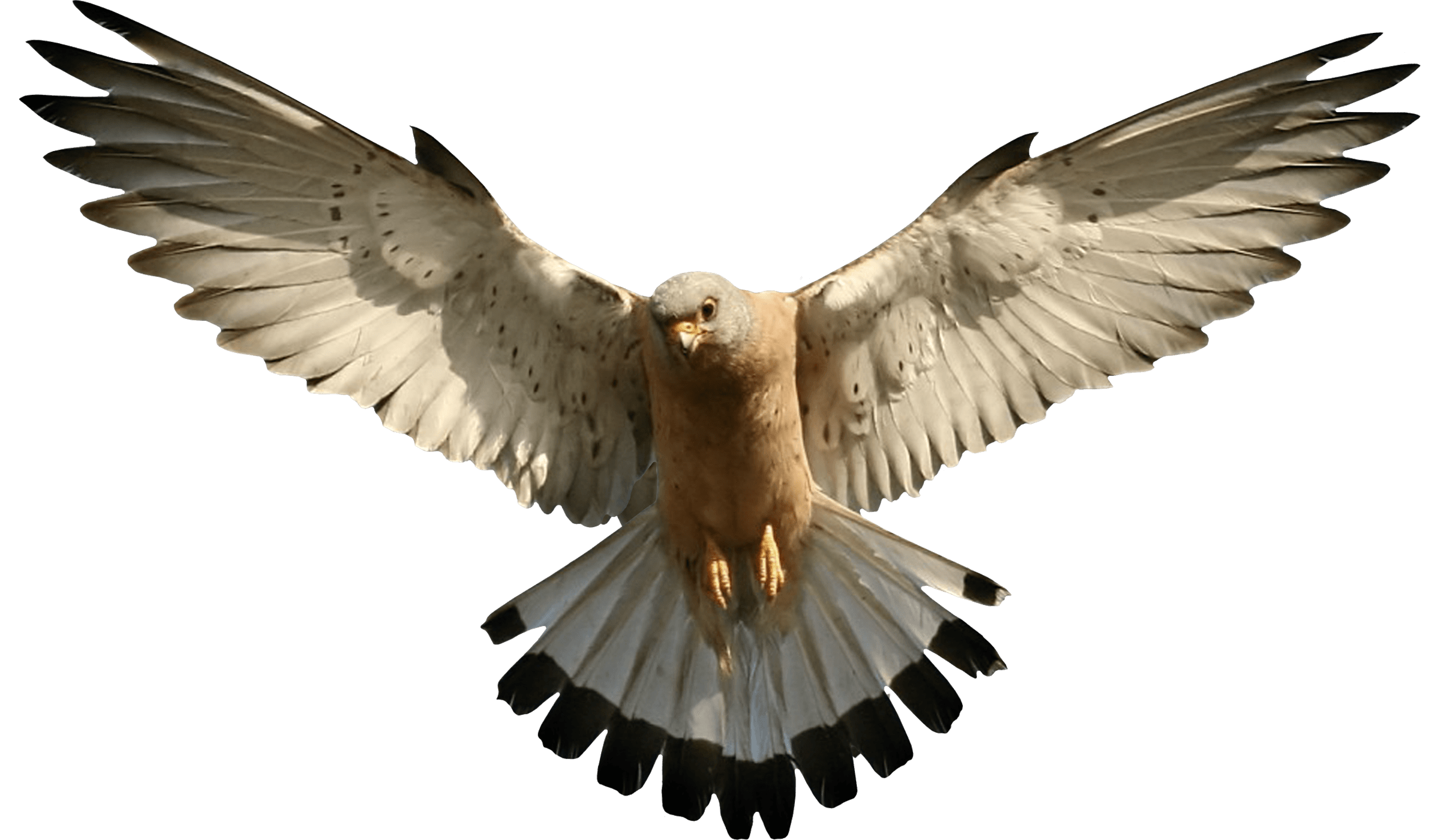 Falcon transparentes Bild