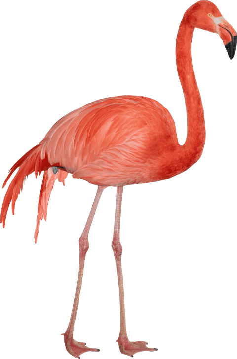 Flamingo Gambar PNG Gratis