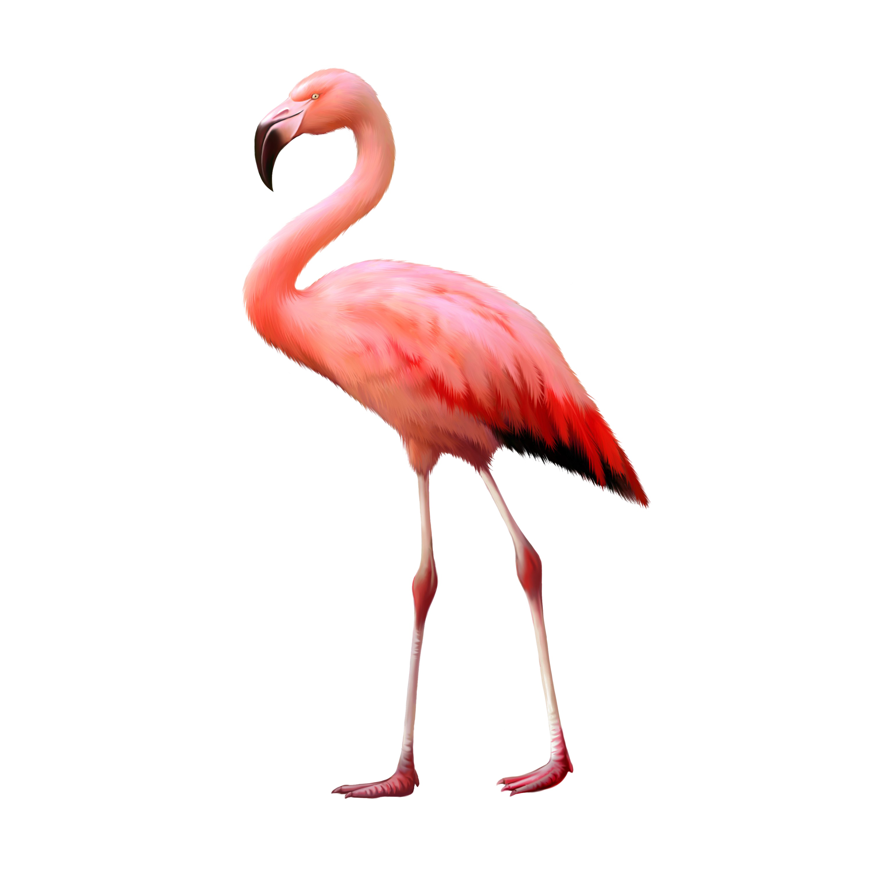Flamingo PNG achtergrondafbeelding