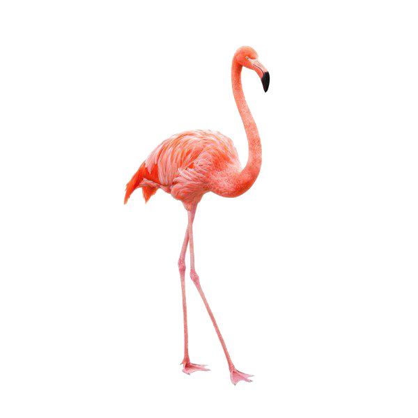 Flamingo PNG unduh gratis