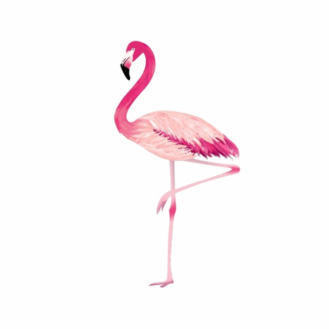 Flamingo PNG-Bildhintergrund