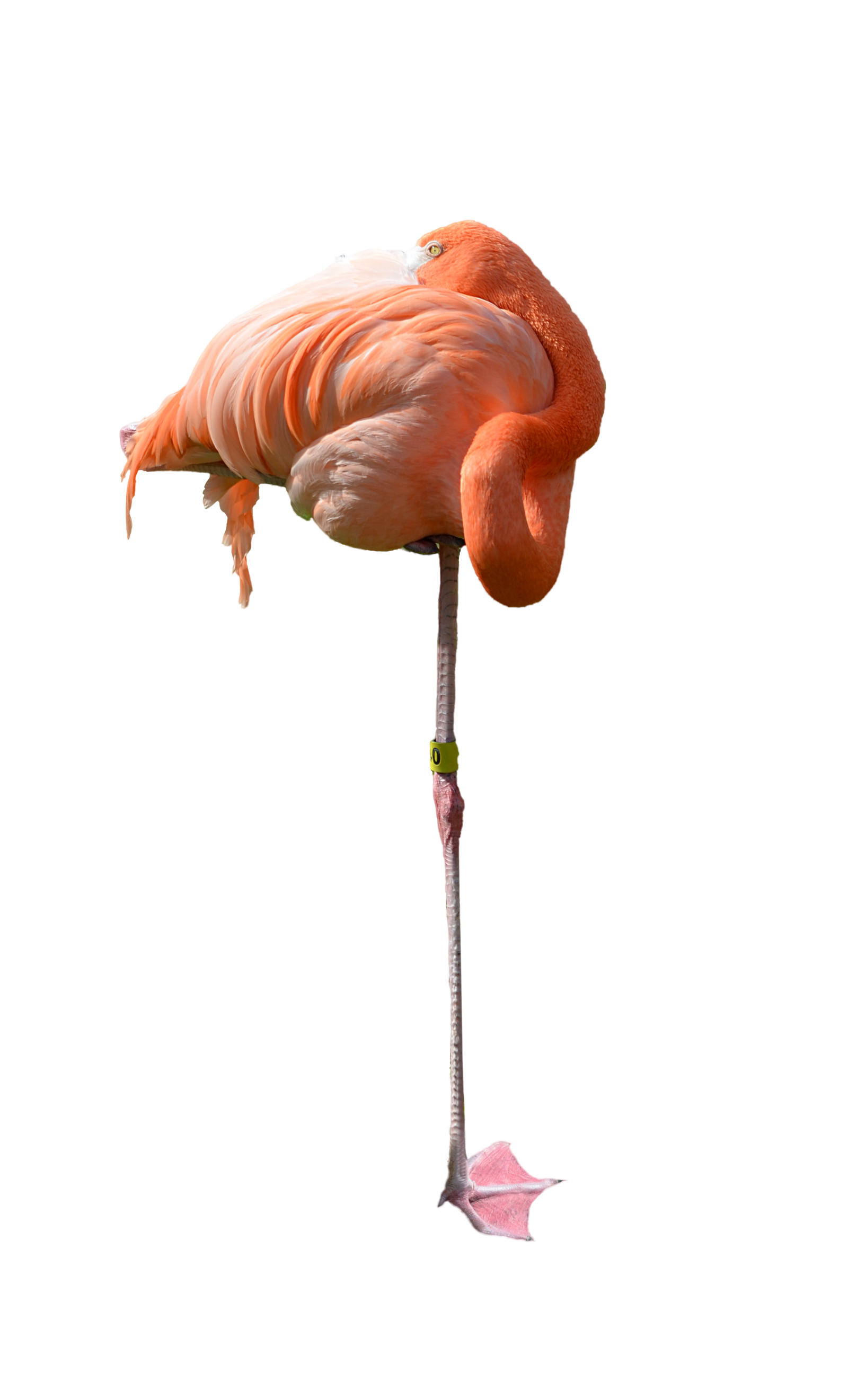 Flamingo PNG-beeld Transparante achtergrond