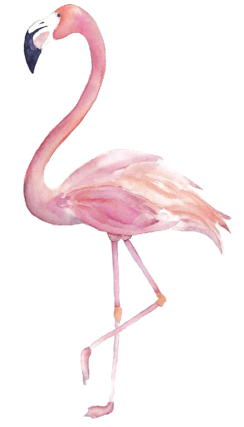 Flamingo PNG Beeld Transparant