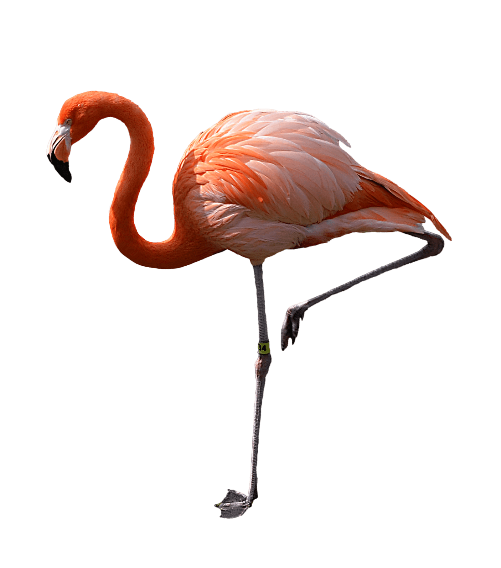 Flamingo Transparan Gambar