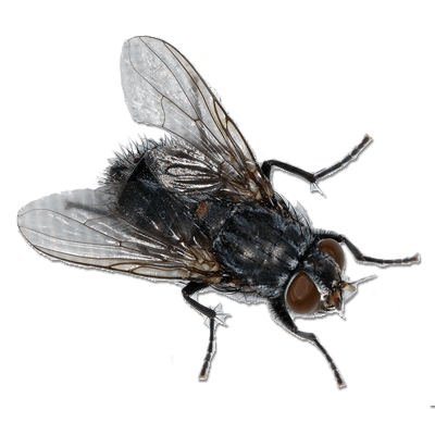 Fly Download PNG Image