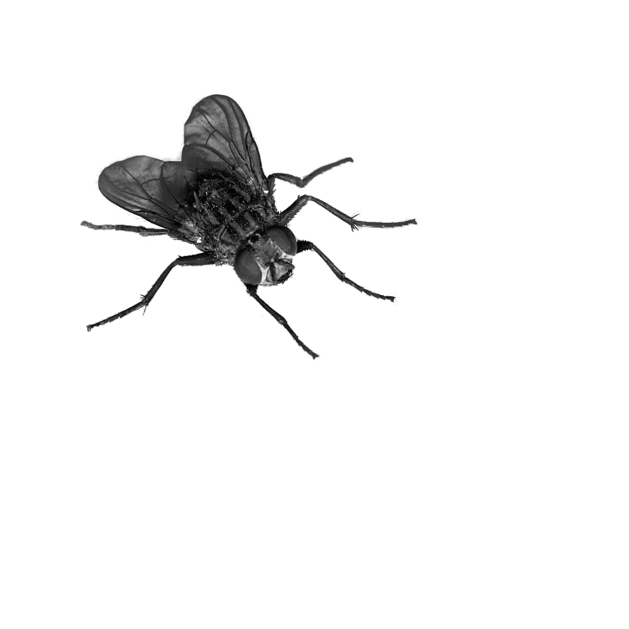 Fly PNG Background Image