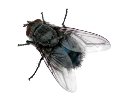 Fly PNG Image Transparent