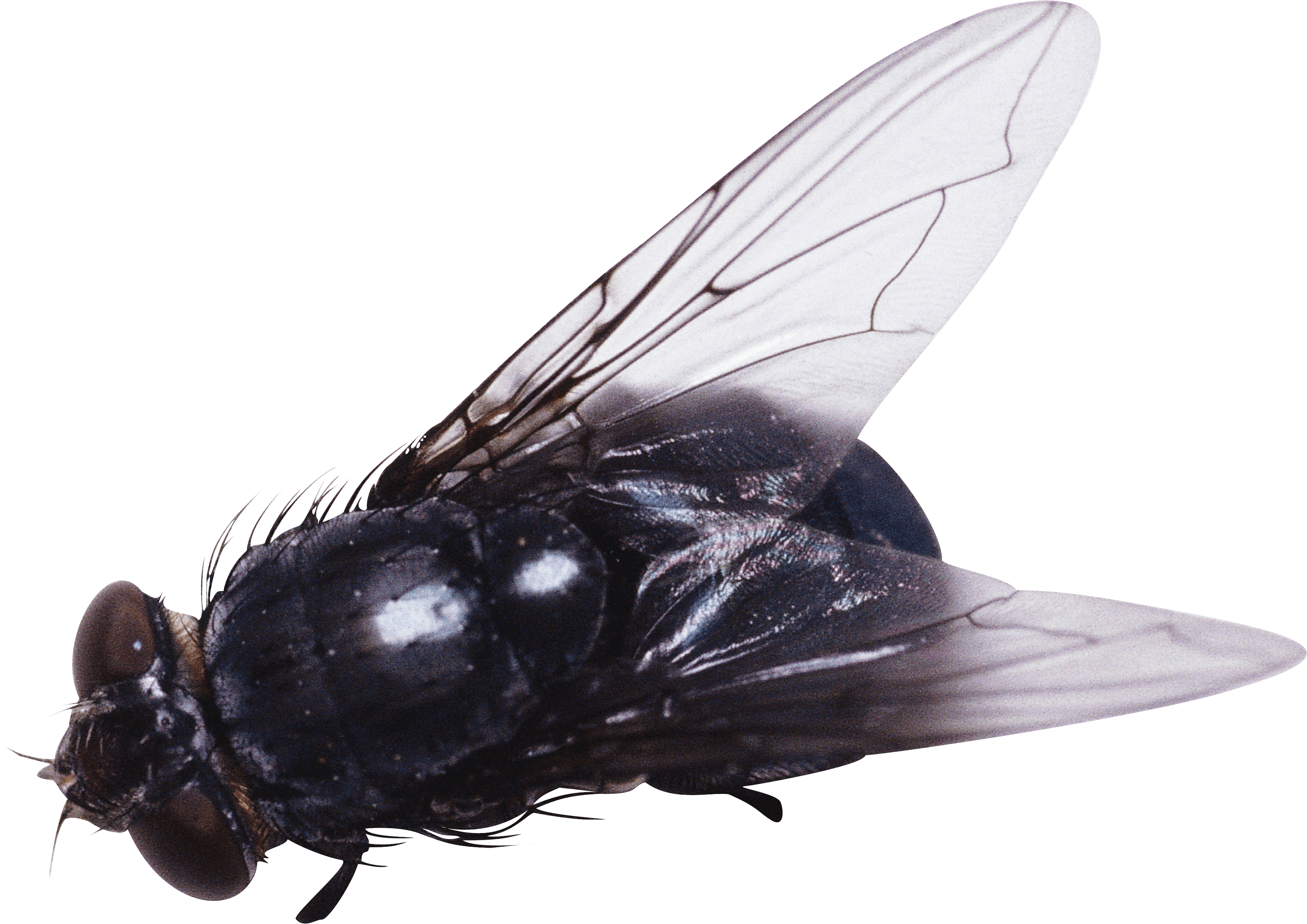 Fly PNG Photo